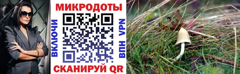 хочу Ачинск Псилоцибиновые грибы прущие грибы